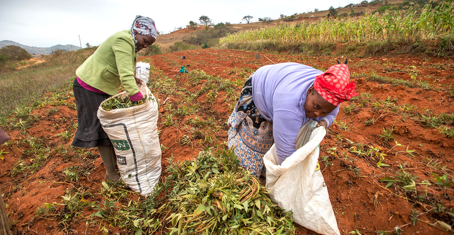 African women harvesting yam plants in the Hhohho region of Swaziland, Africa.